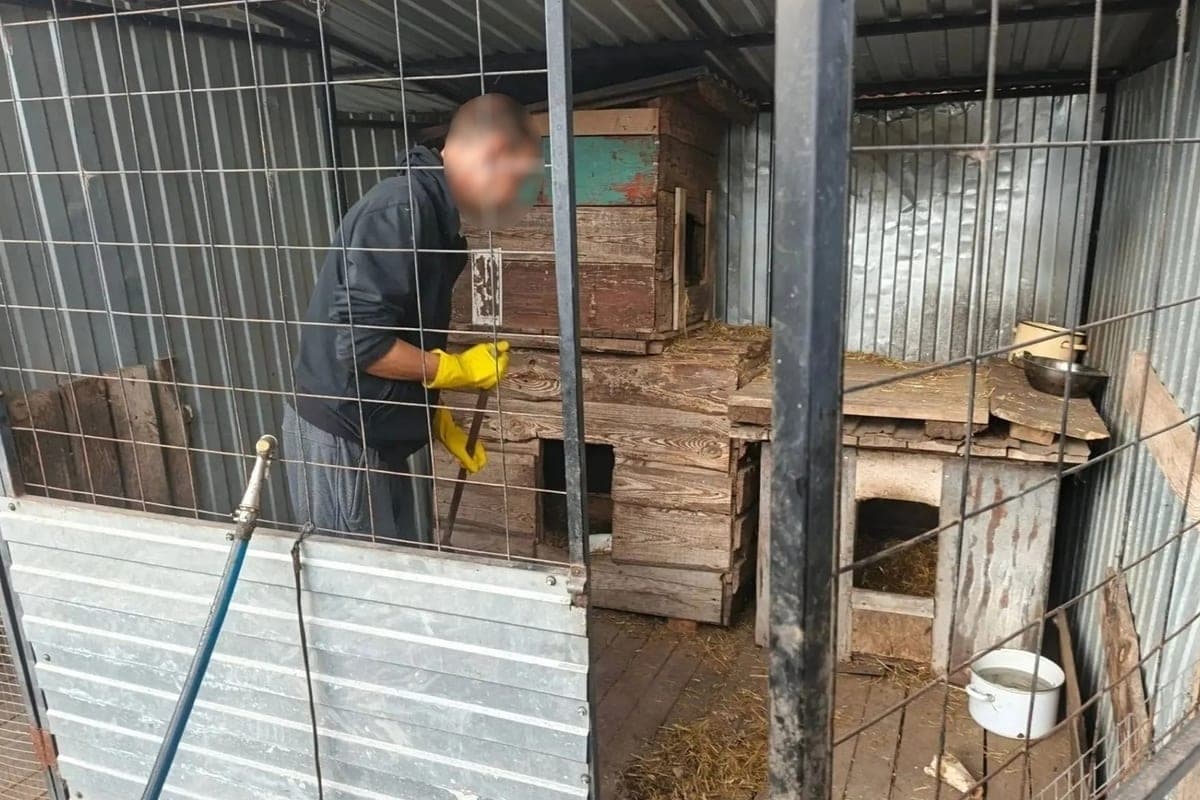 Убрали вольеры и выгуляли собак: осуждённые помогли бездомным животным в Ульяновской области