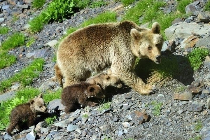 In Sochi for the year bears 15 showed aggression to people
