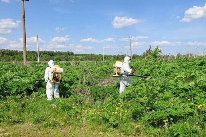 Nach den Ergebnissen der Inspektionen wegen Hogweed in der Region Tula bestraft 4 Beamte
