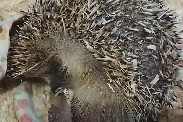 The victim of the trimmer hedgehog Georges tired of treatment and went to hibernation