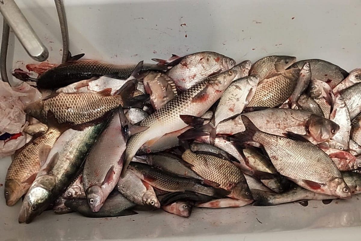 Russian businessman opened an underground shop for processing poaching fish