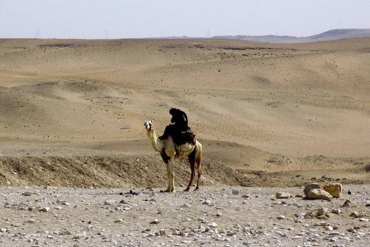 In the Leningrad region burned the body of a dead camel