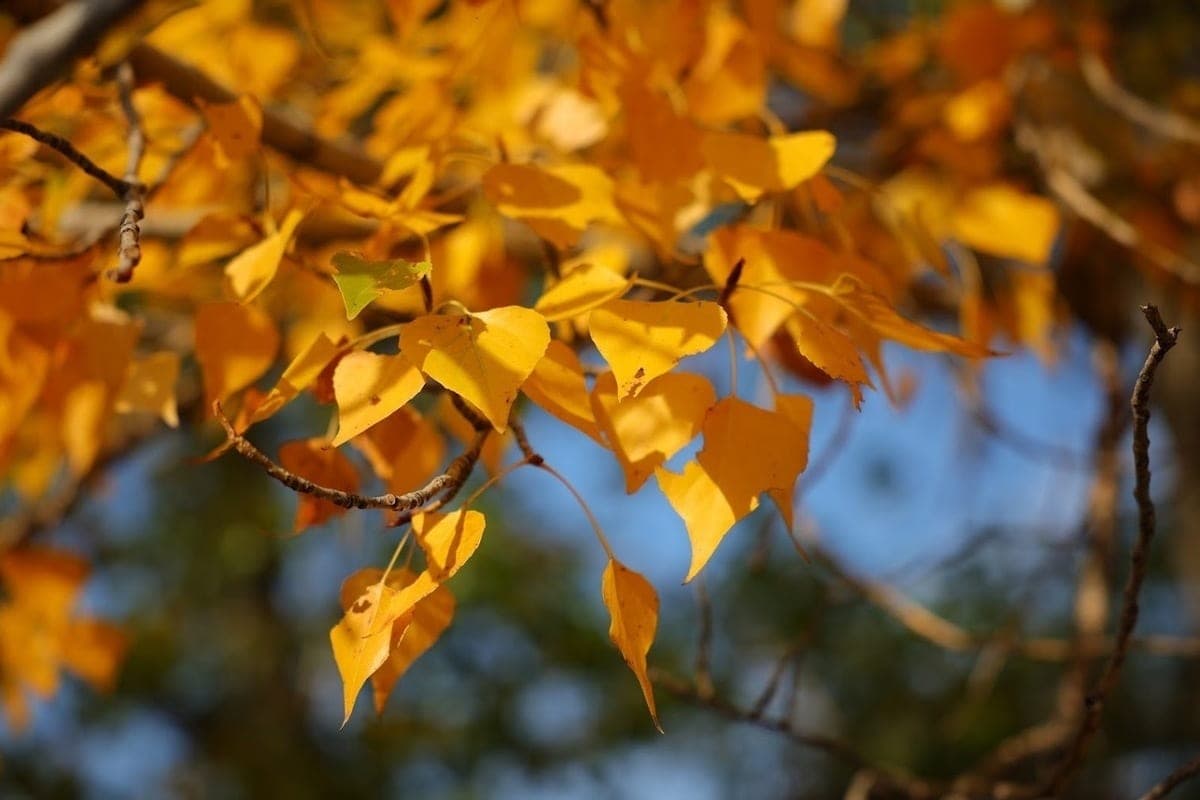 Dans la région d'Astrakhan le 21 Octobre est attendu à +23 ° C et sans précipitation