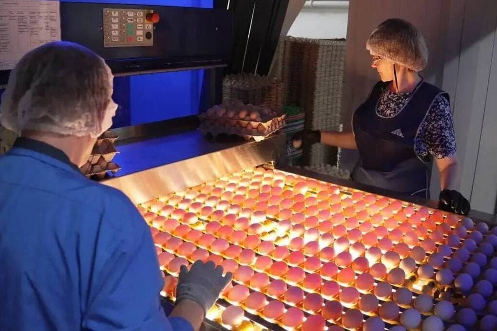 Nizhny Novgorod region exports chicken eggs to Kyrgyzstan for the first time