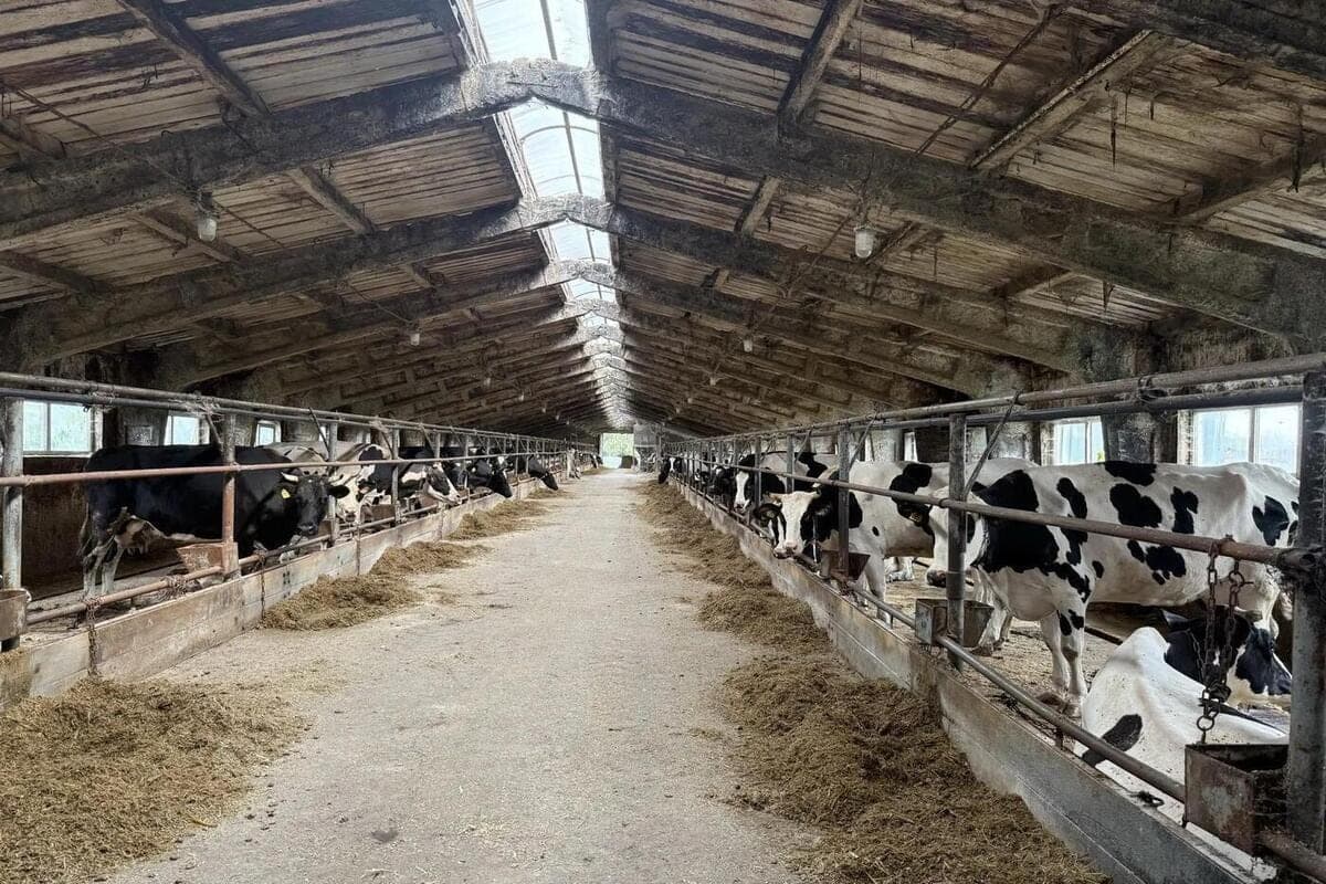 Farmer from Batyrev district increased milk production by 3.7 times