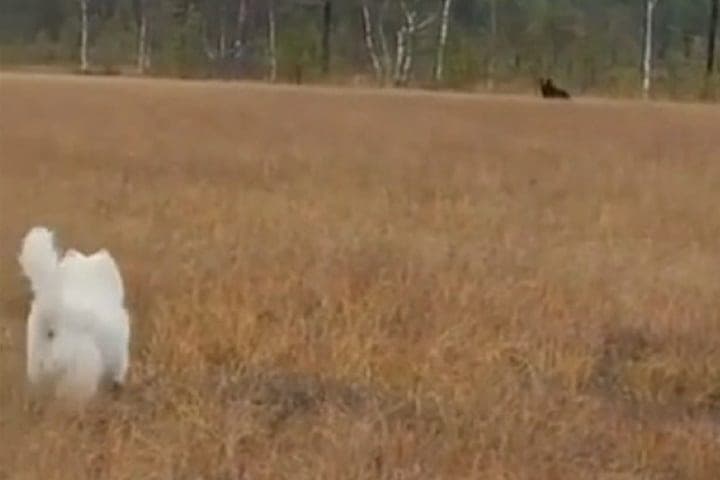 À Carélie, un brave chien a sauvé les femmes de rencontrer un ours