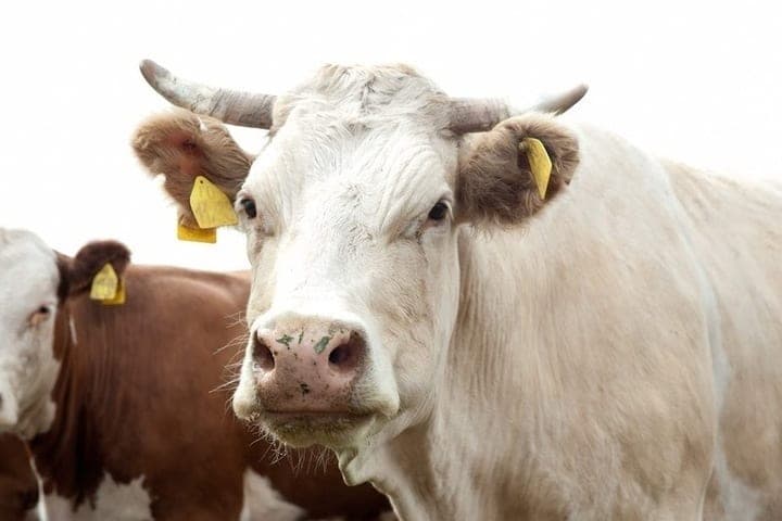 In the village of Volgograd region lifted quarantine for brucellosis
