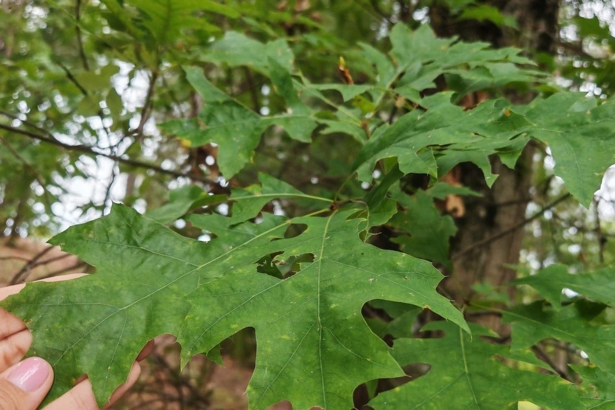 In Sochi showed an unusual oak, which in autumn changes color to scarlet