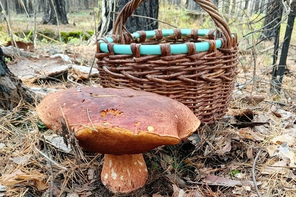 Rich harvest of boroviks complete the season residents of the Kostroma region