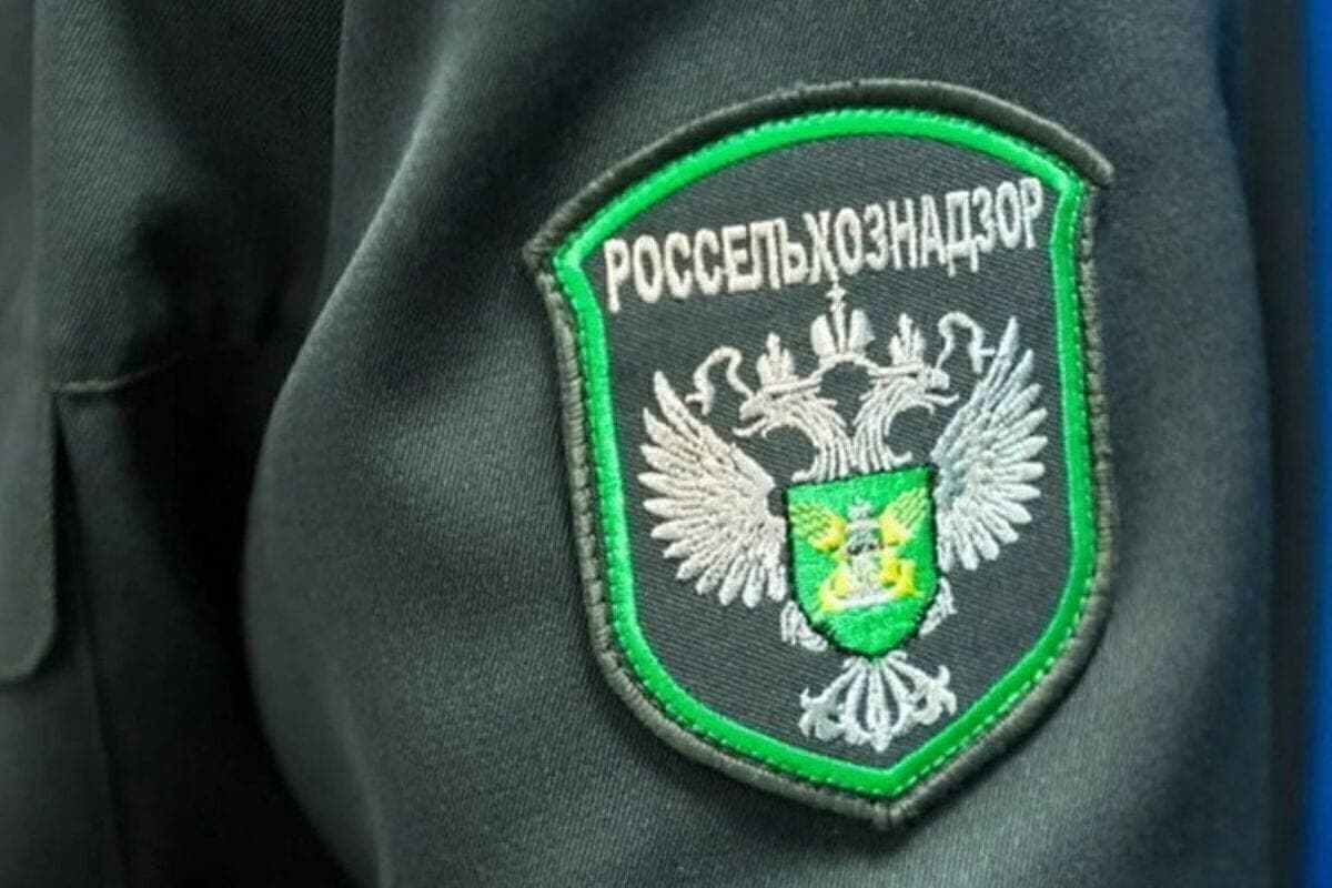 Курские хлебопёки хранили 2 тысячи тон зерна в антисанитарных условиях