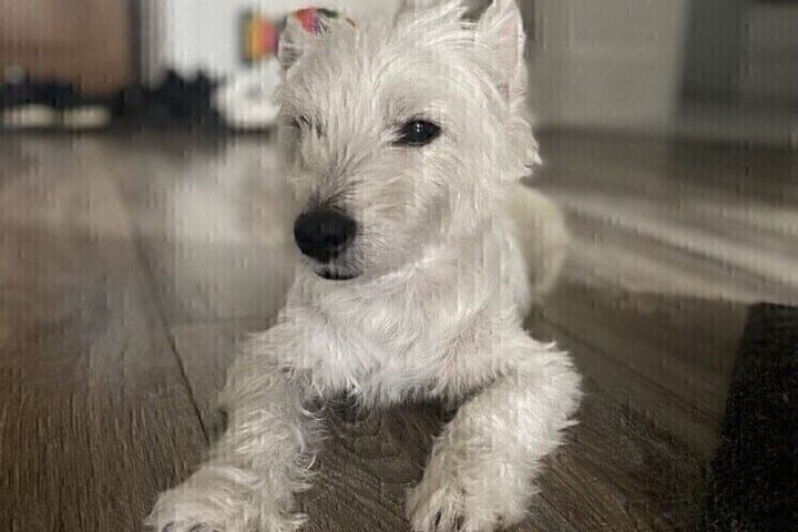 In Belgorod half die Ausstellungsverteilung drei Hunden, ihr Zuhause zu finden