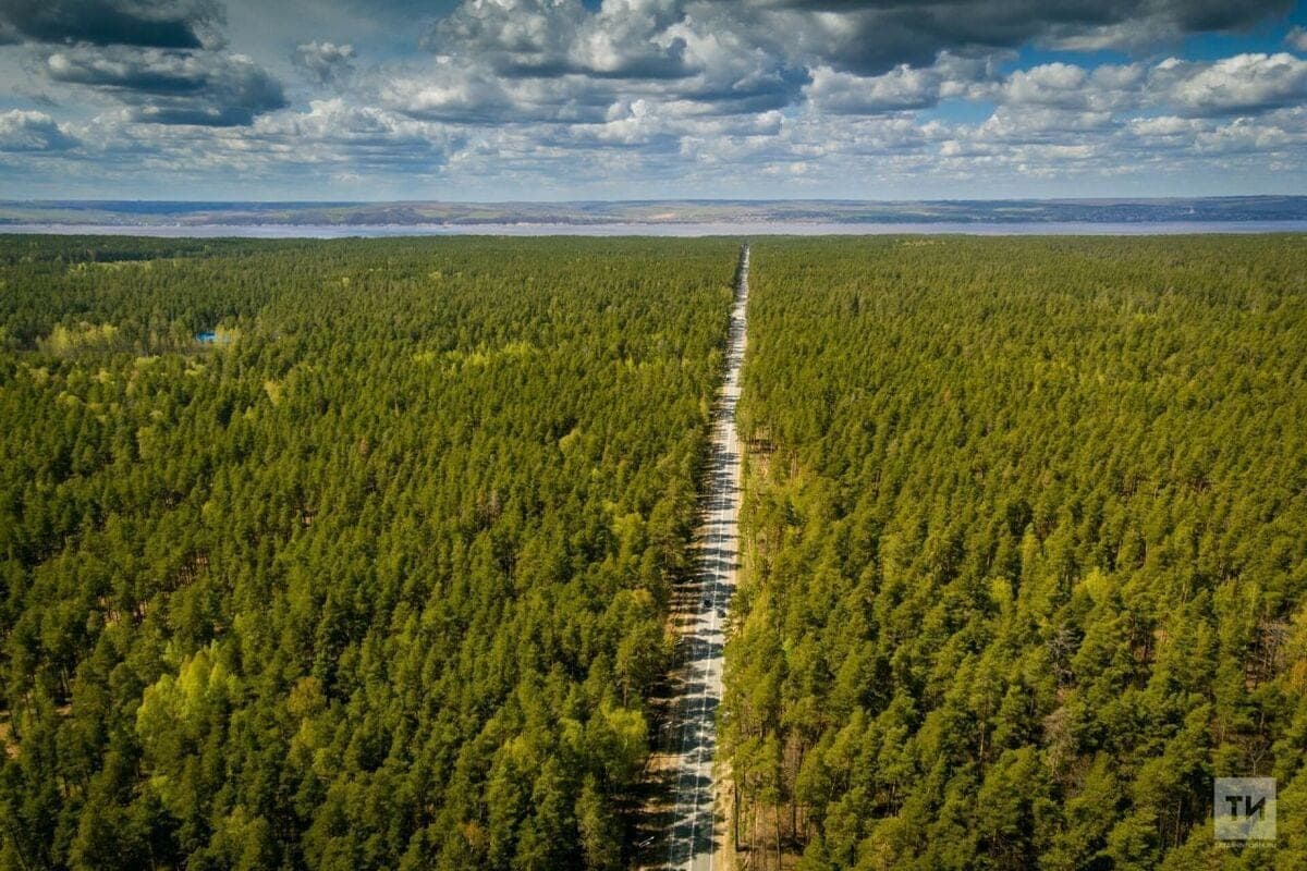 На дорогах Татарстана произошло почти 200 аварий с участием диких животных