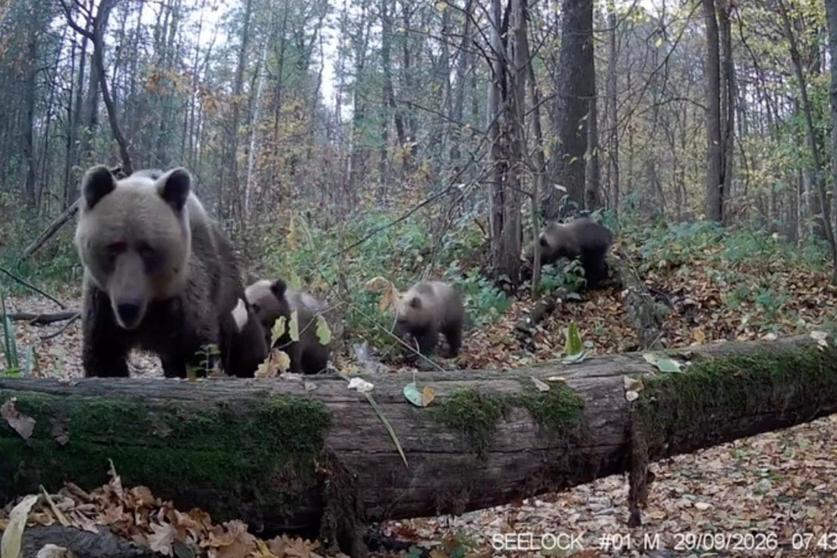 In the “Big Kokshag” found another bear with three cubs