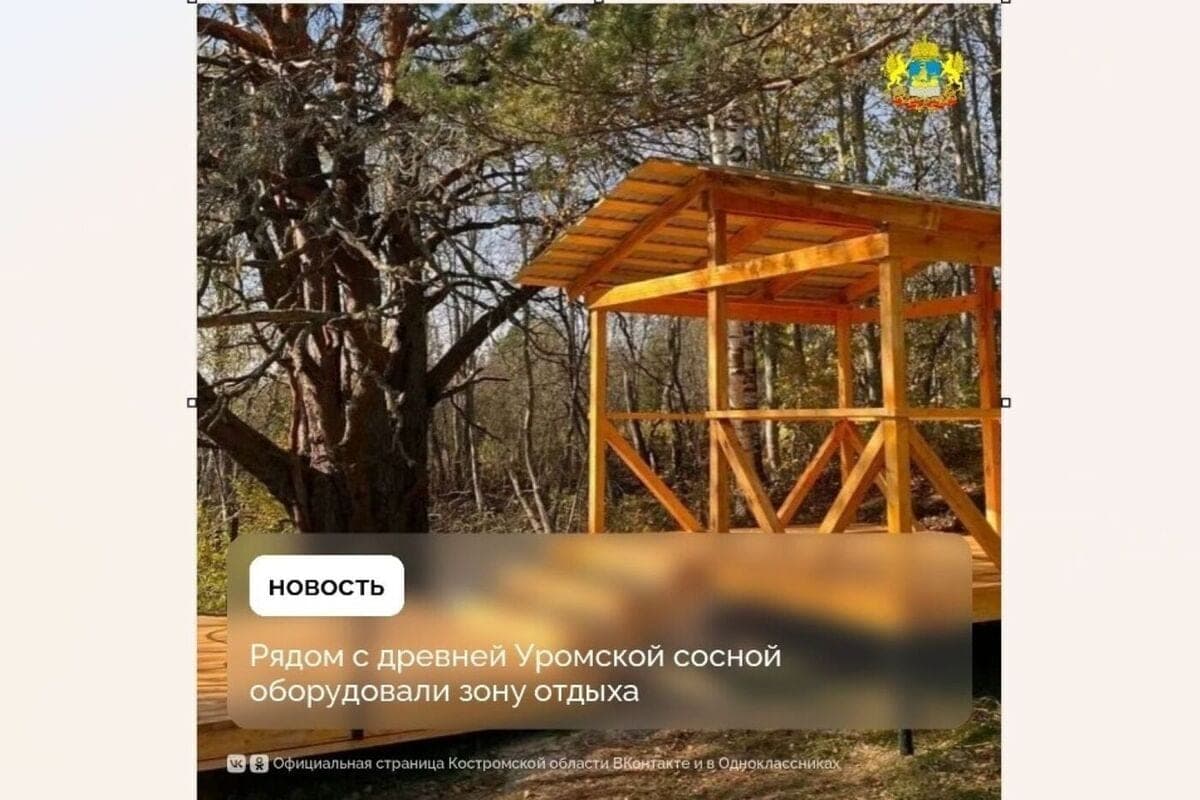 In the Kostroma region installed an observation deck around 295-year-old pine