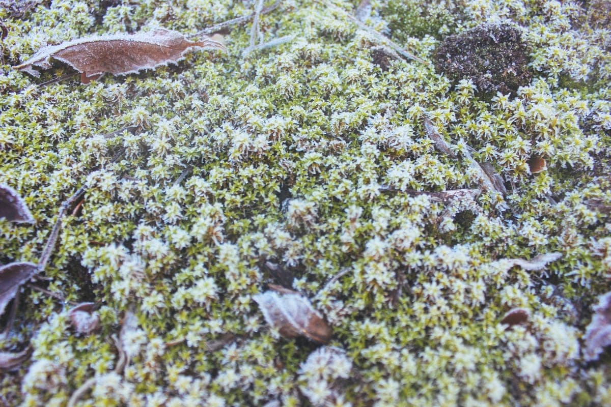In the Leningrad region on the night of October 14 will hit the frost to -3