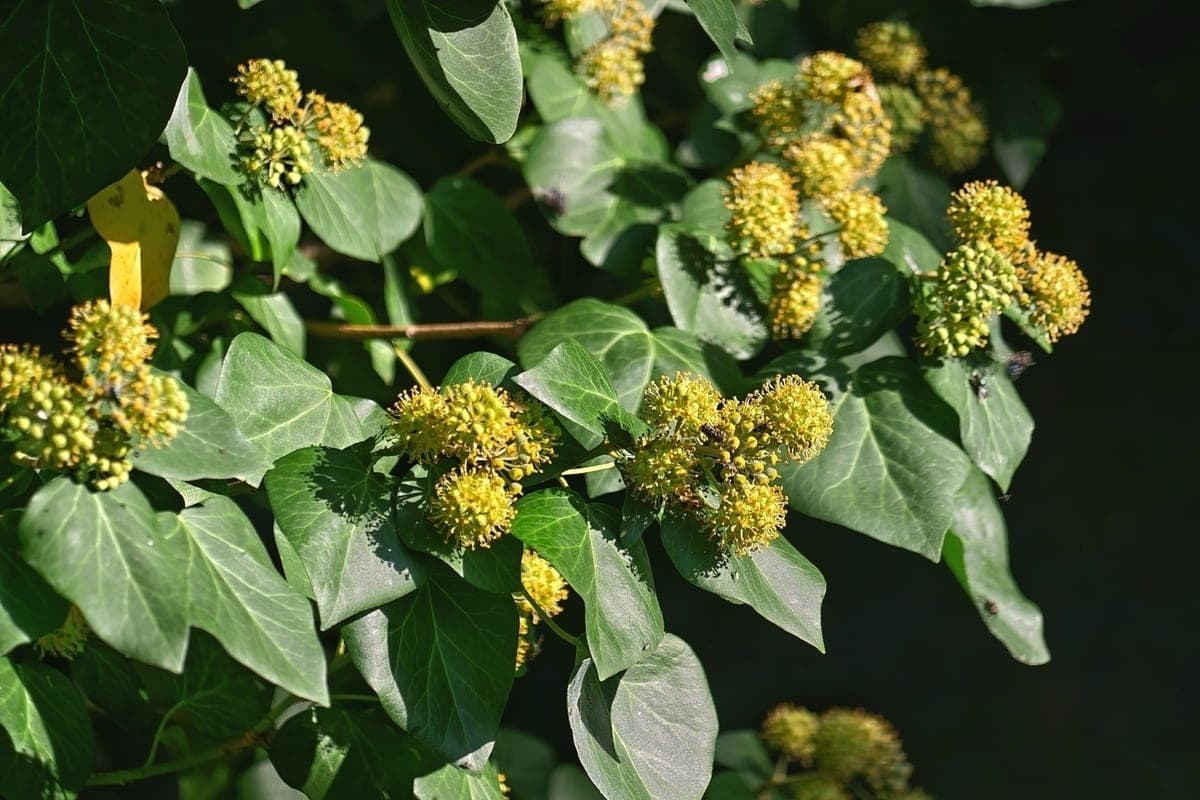 In the forests of Sochi began the flowering of ivy, from which bees make “stone” honey