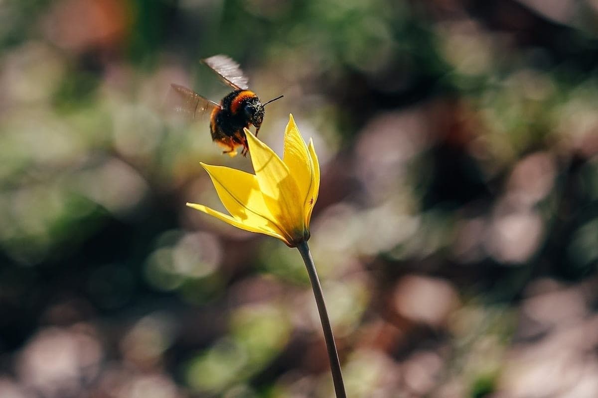 Volgograd residents told about holidays and traditions on October 10, the day of the Beekeeper