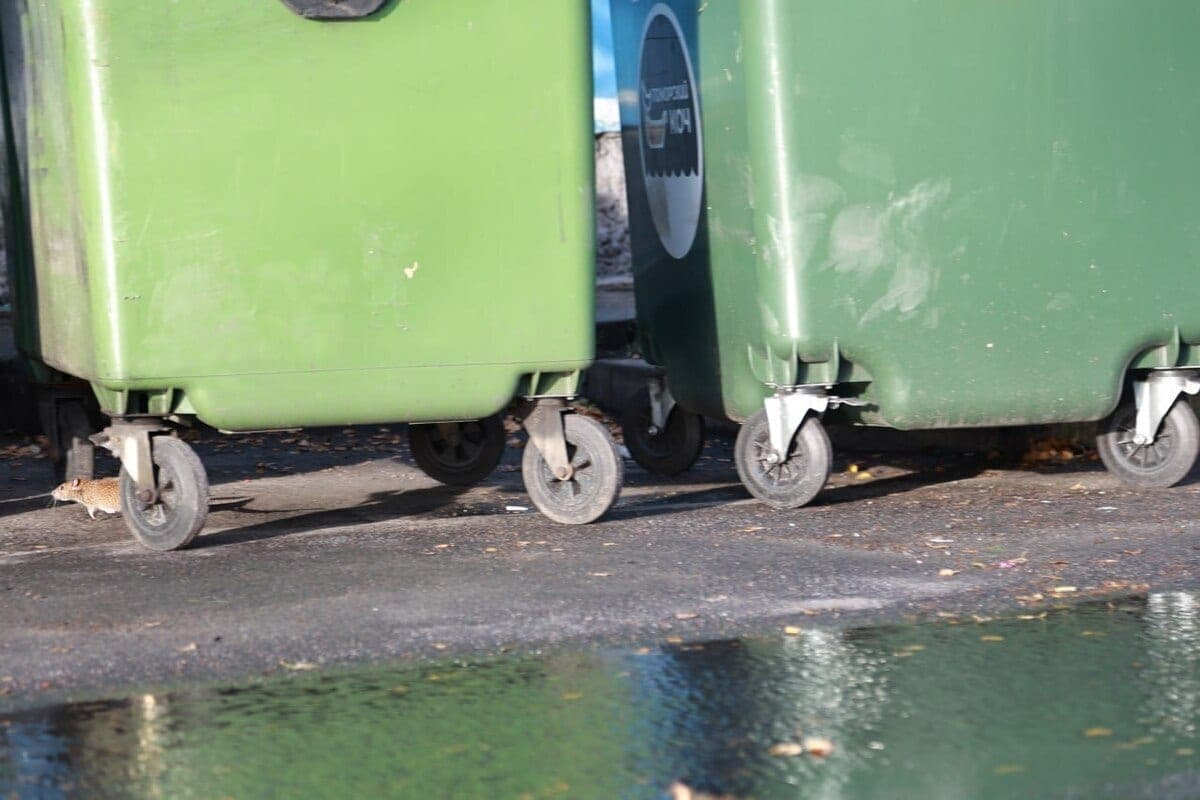 Kaliningrad residents can pay less for garbage removal thanks to benefits