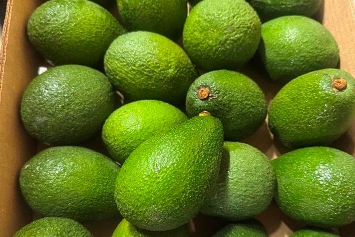 Avocados with miases inside from Peru were not allowed to St. Petersburg