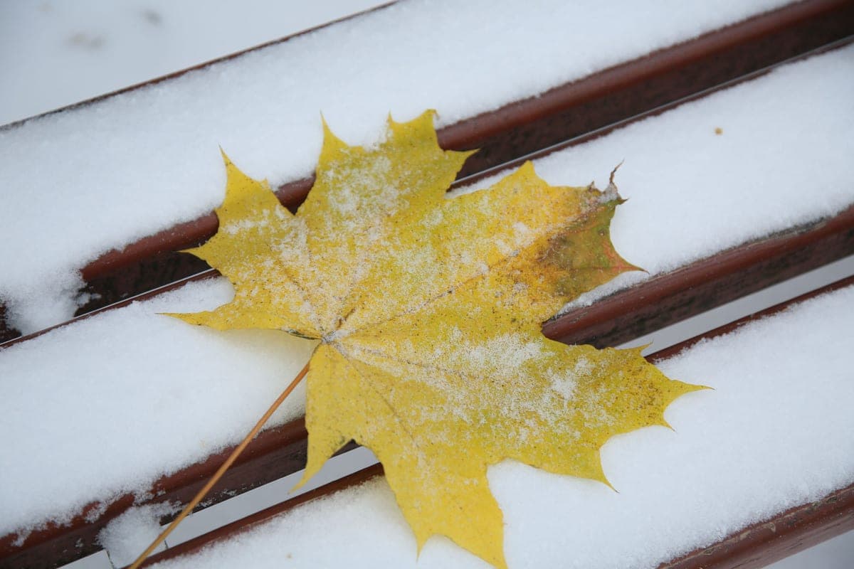 Named the date of the first snowfall in Moscow