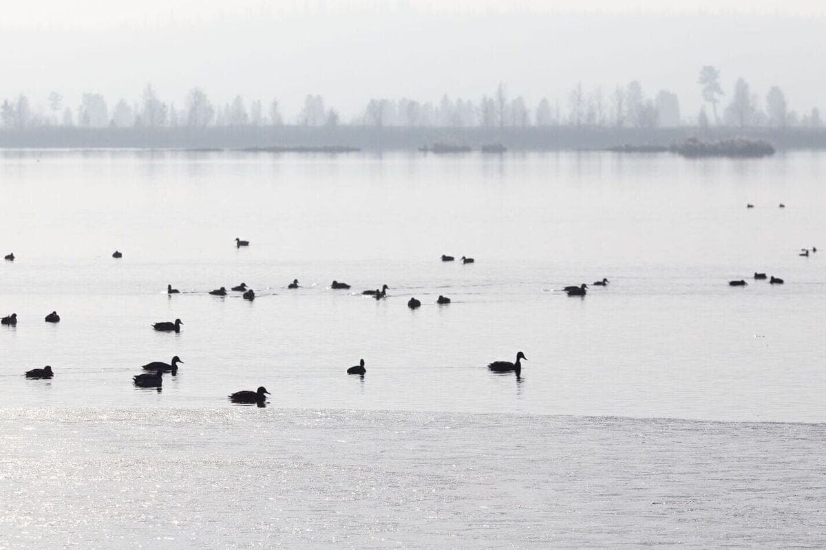 Yamal residents urged not to feed migratory birds
