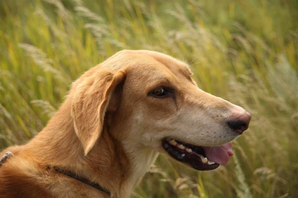 Volgograd called the rules of preservation of dog health