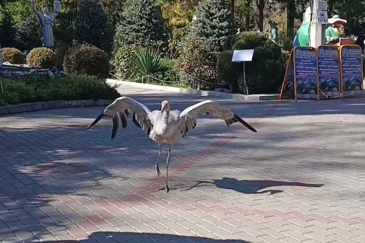 En el parque de miniatura Bakhchisarai, una grúa creció un pato