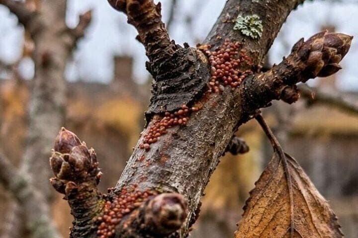 In autumn, find tick eggs on an apple tree and mark the tree