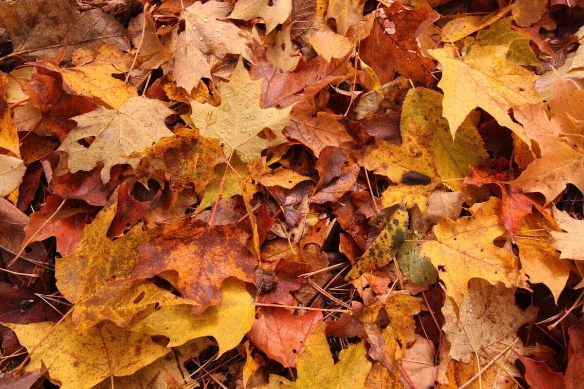 Residents of the Lipetsk region told about the rules of preparing houses for winter