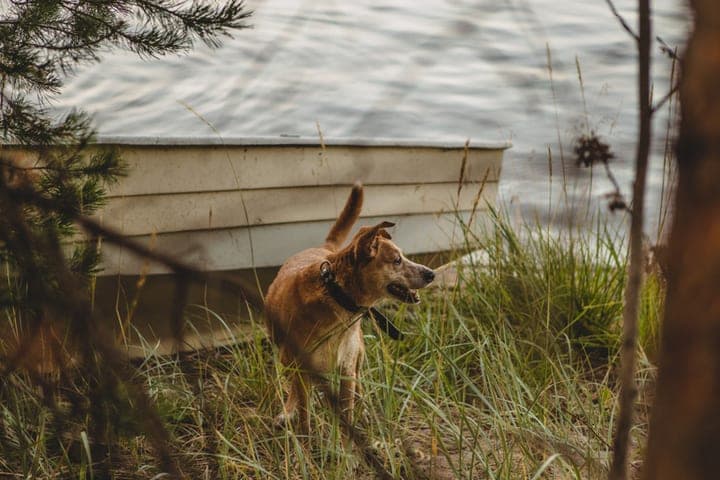 In three districts of the Kirov region, dogs bit children