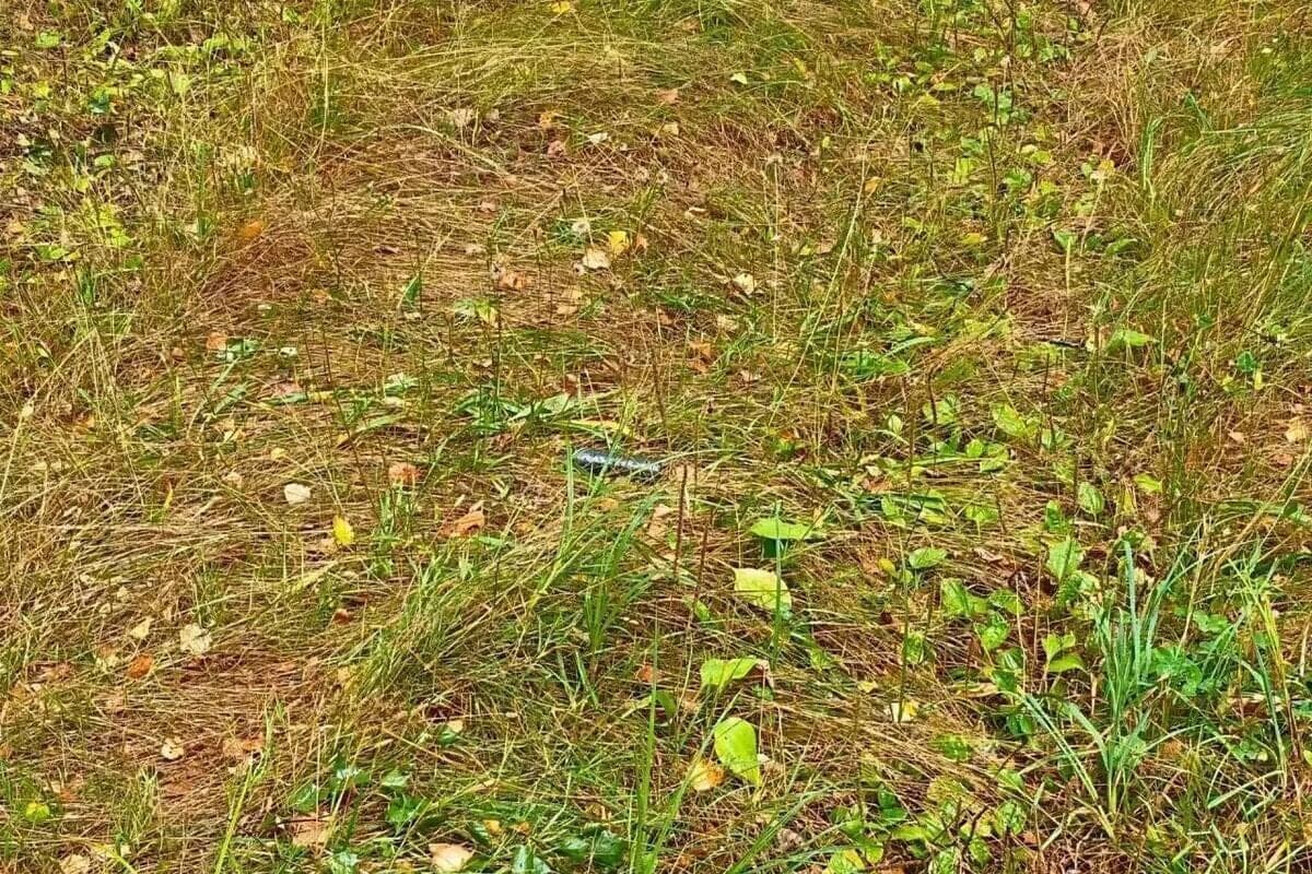 In Zhukovsky district of the Bryansk region during the explosion on an explosive device killed a man