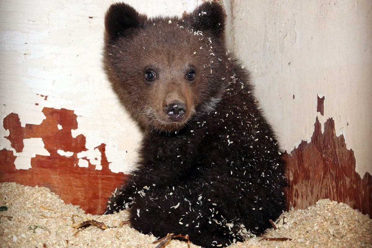 Orphan bear looking for food on the streets of Russia