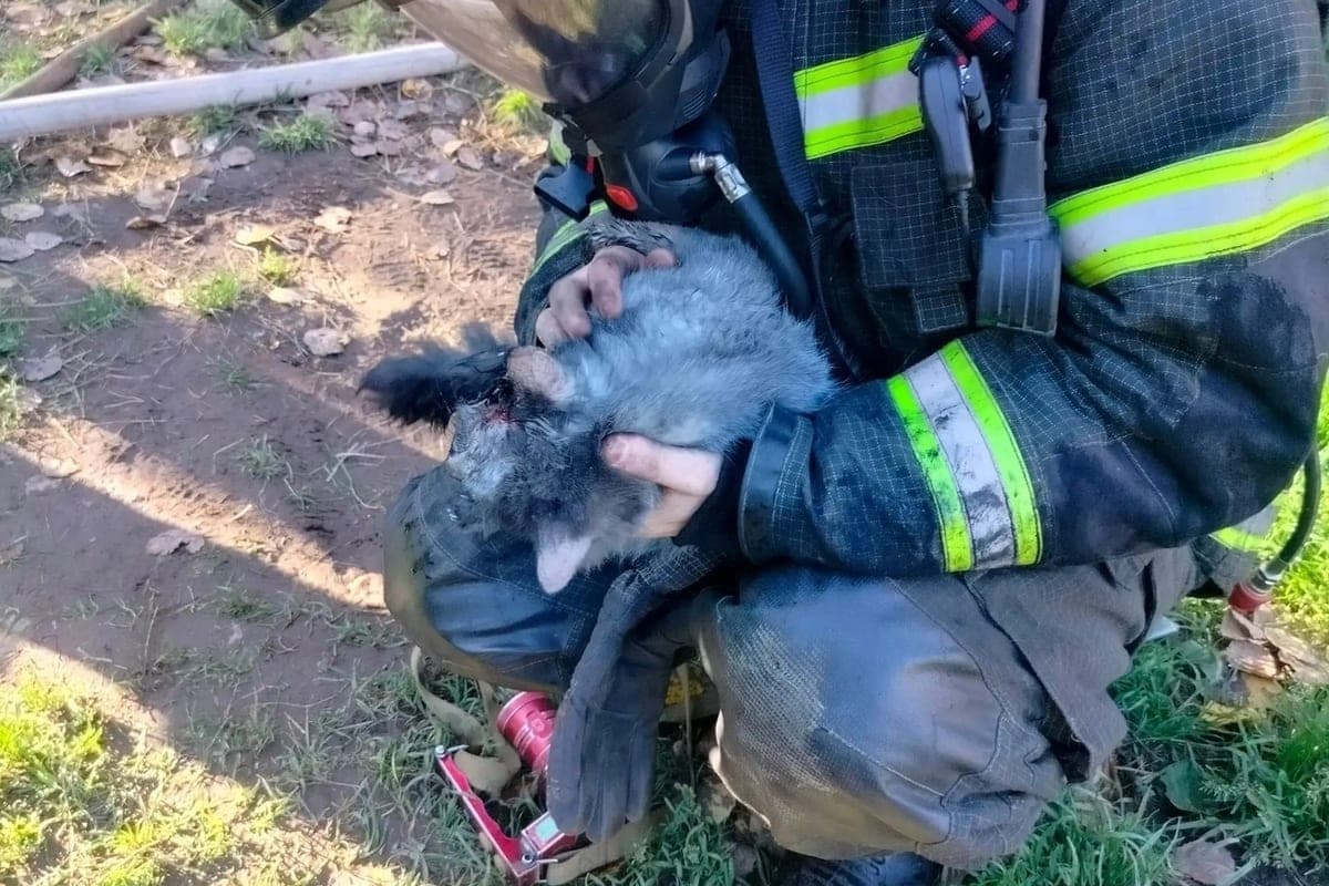 In Gatchina district, firefighters rescued 13 cats from a burning house