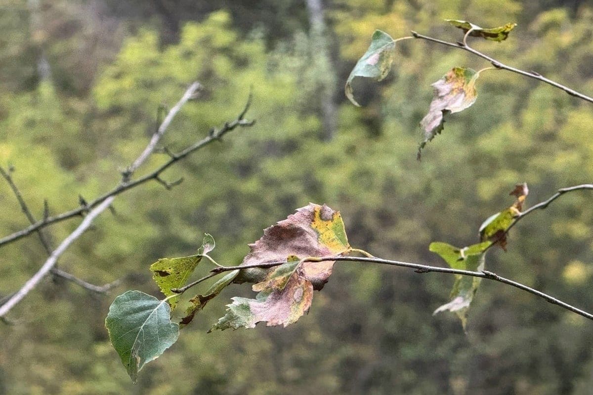 +9 degrees predicted in Komi on October 17