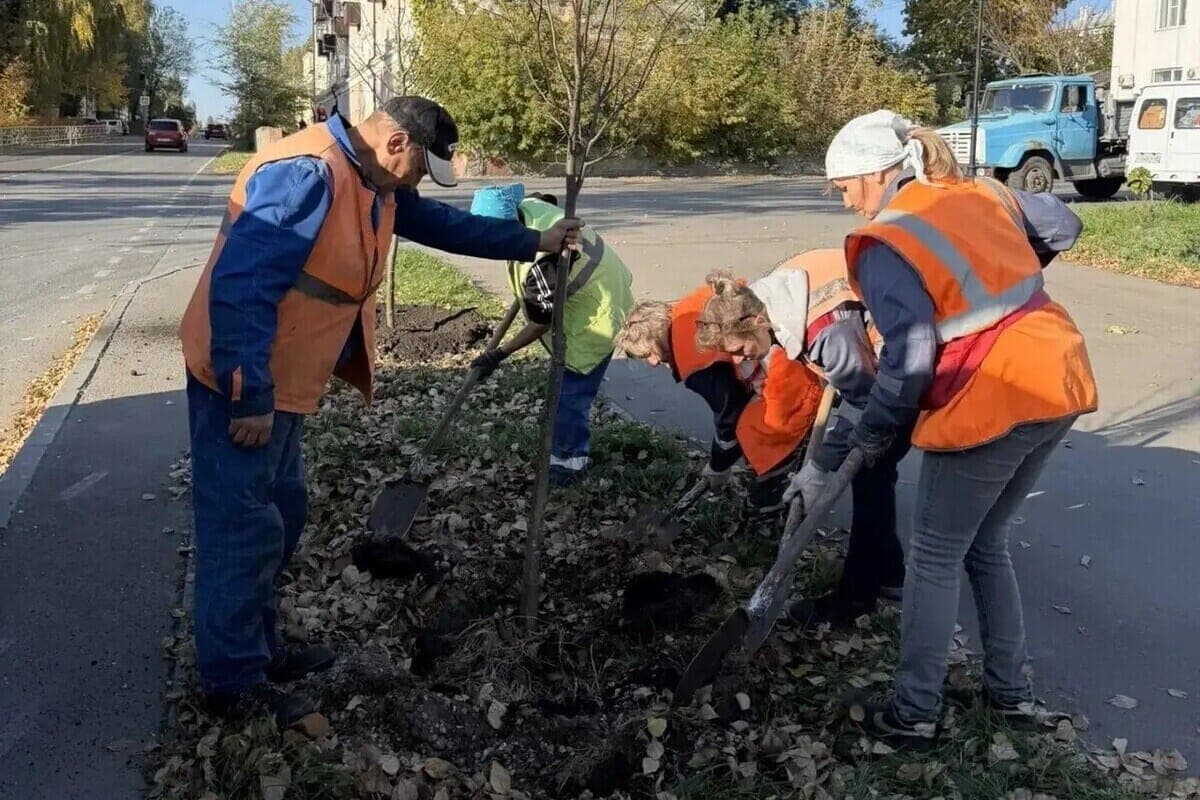 Almost 100 trees will appear this autumn in the Lipetsk microdistrict Sokol
