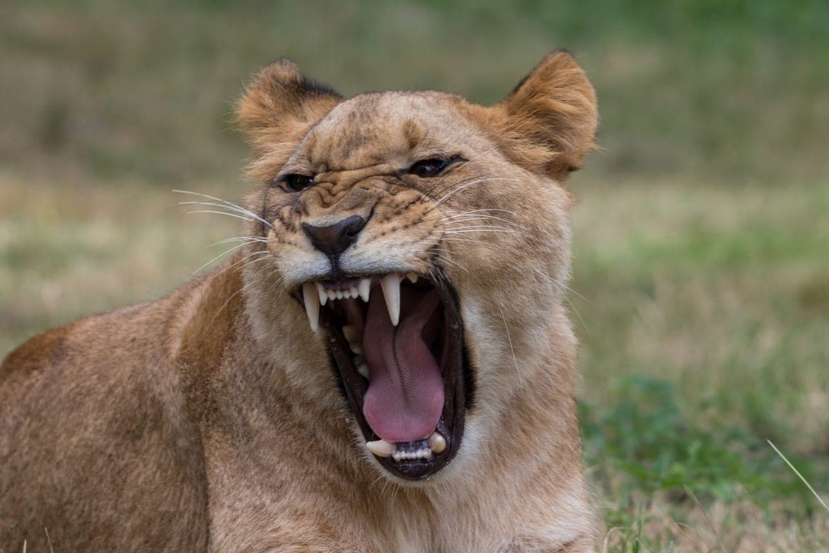 In Vladimir decided not to open a criminal case after the attack of a lioness on a trainer