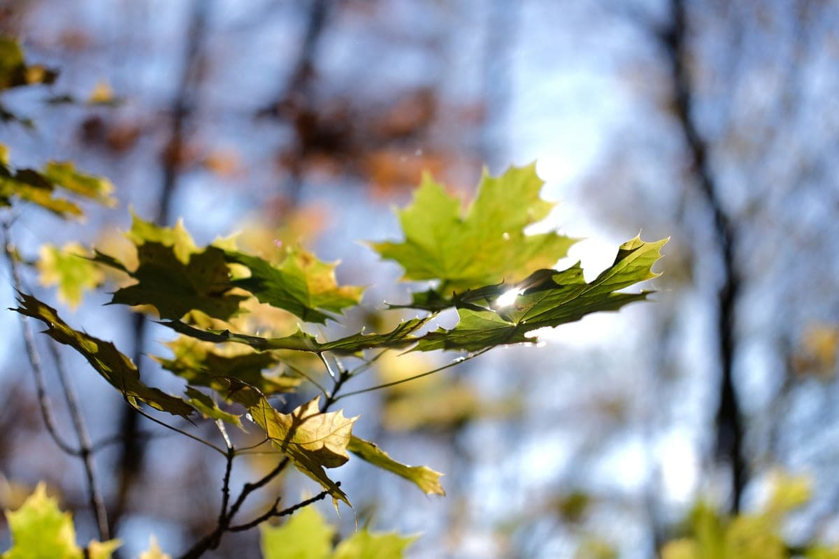 Wet snow and night frosts up to -10 degrees are expected in the Tomsk region on October 16
