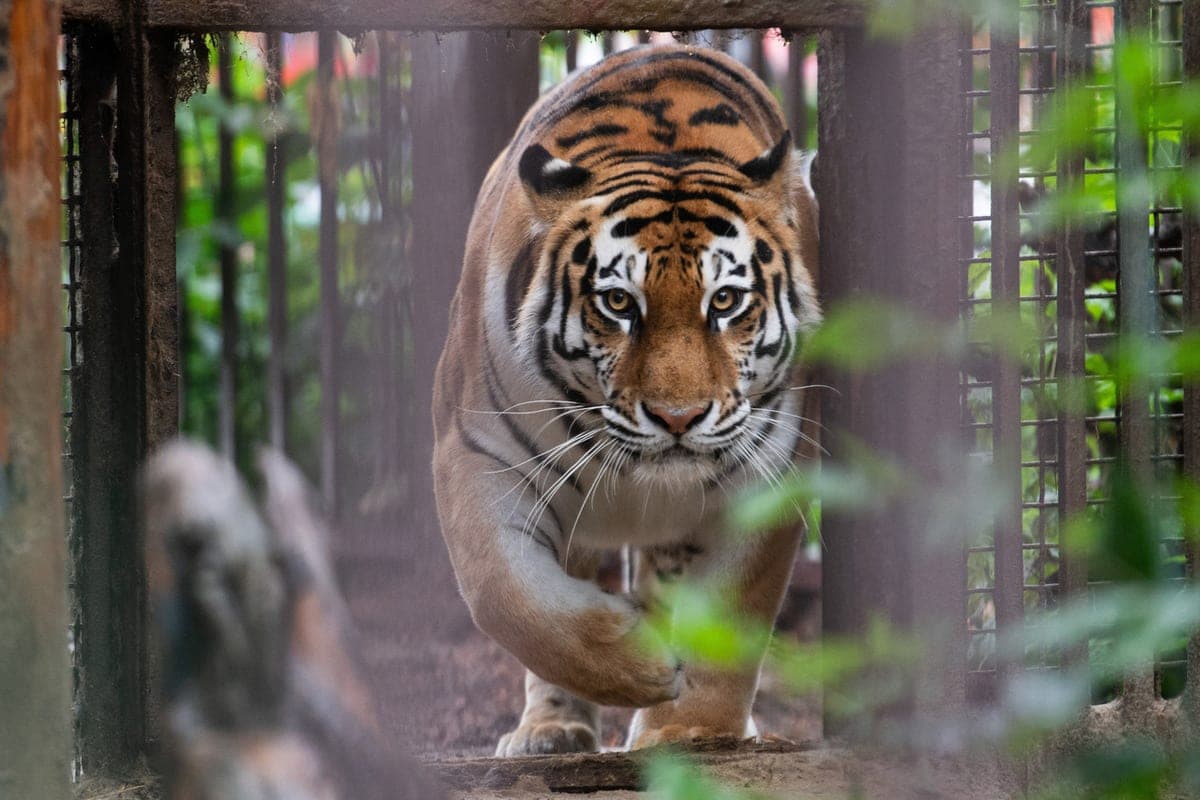 Identified man killed by tiger at zoo: Trump also reacted
