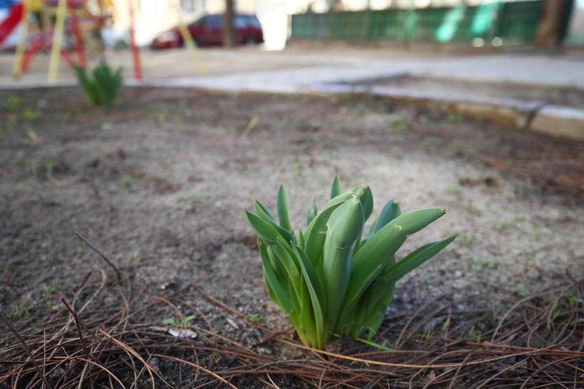 Lawyer warned Volgograd residents about fines for growing goldenrod