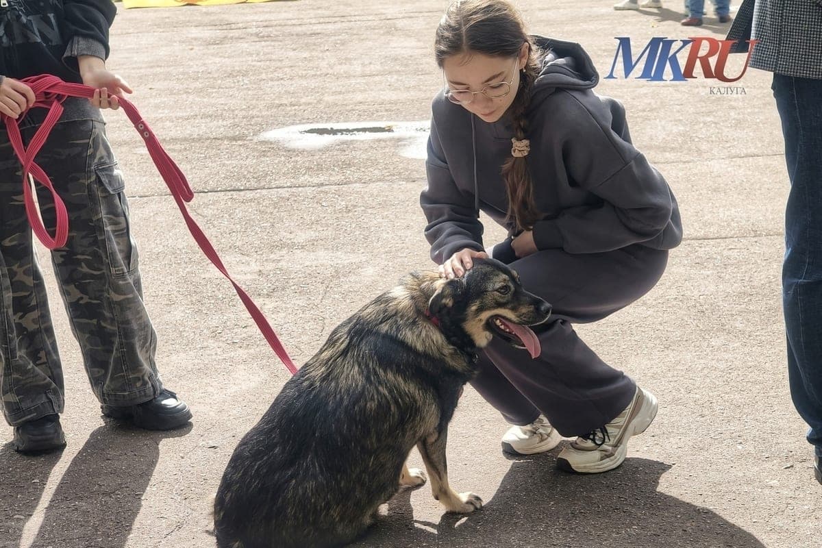 In Obninsk, pets will be vaccinated for free from rabies