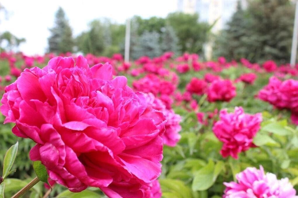 In Novorossiysk, a unified greening plan will be prepared by the end of 2026