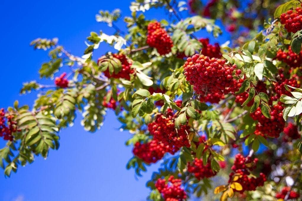 Autumn continues to please the warmth of residents of the Chelyabinsk region