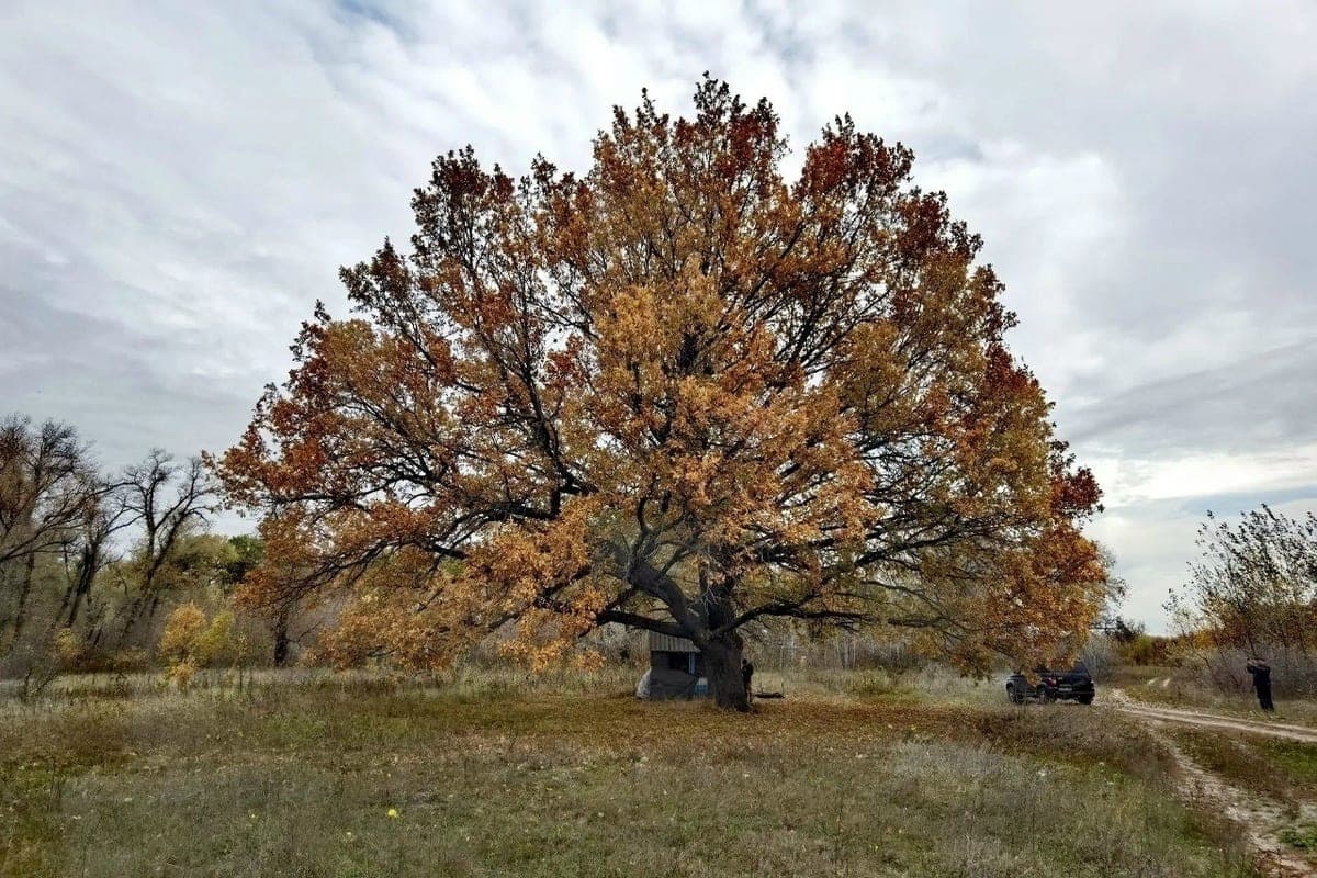 The giant oak at Hopra has preserved the chronicle of the climate of centuries for Volgograd scientists