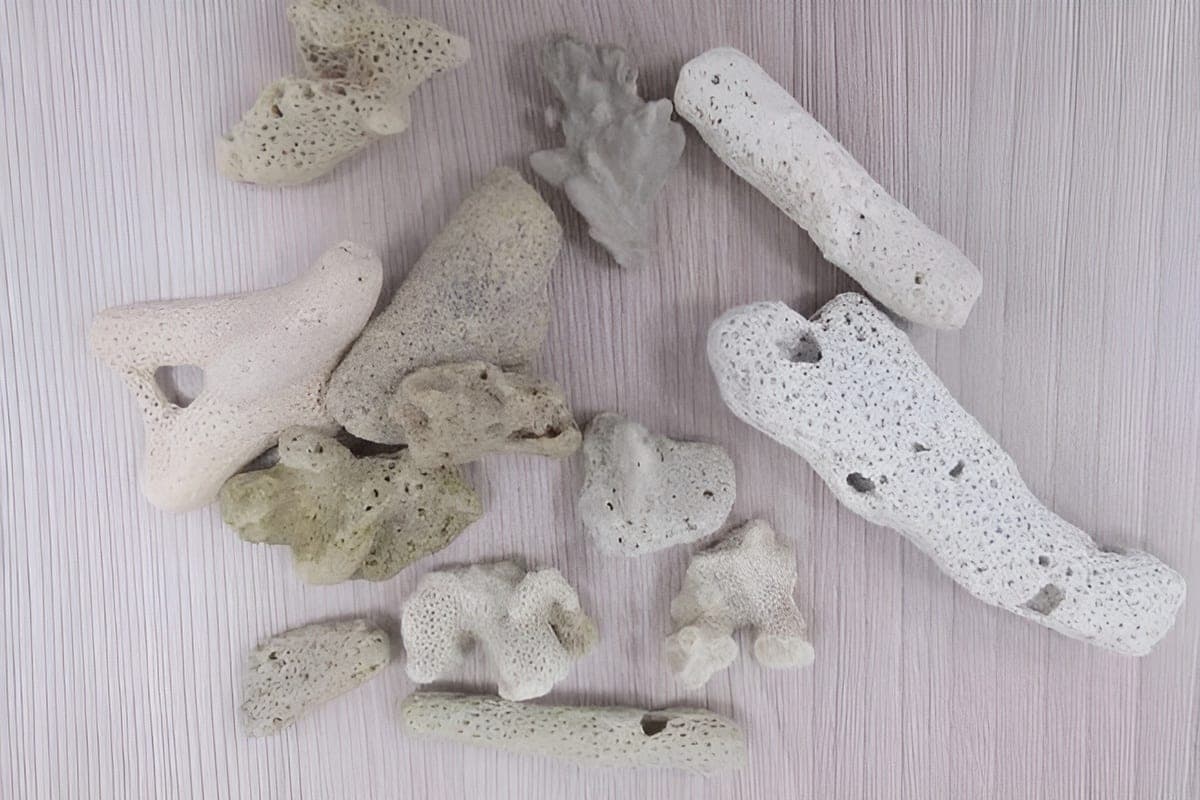 Arrived in Kemerovo citizen was convicted of illegal import of rare corals from Vietnam