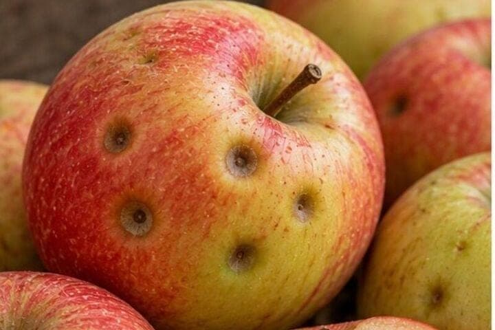 Indented spots on apples do not always mean rot
