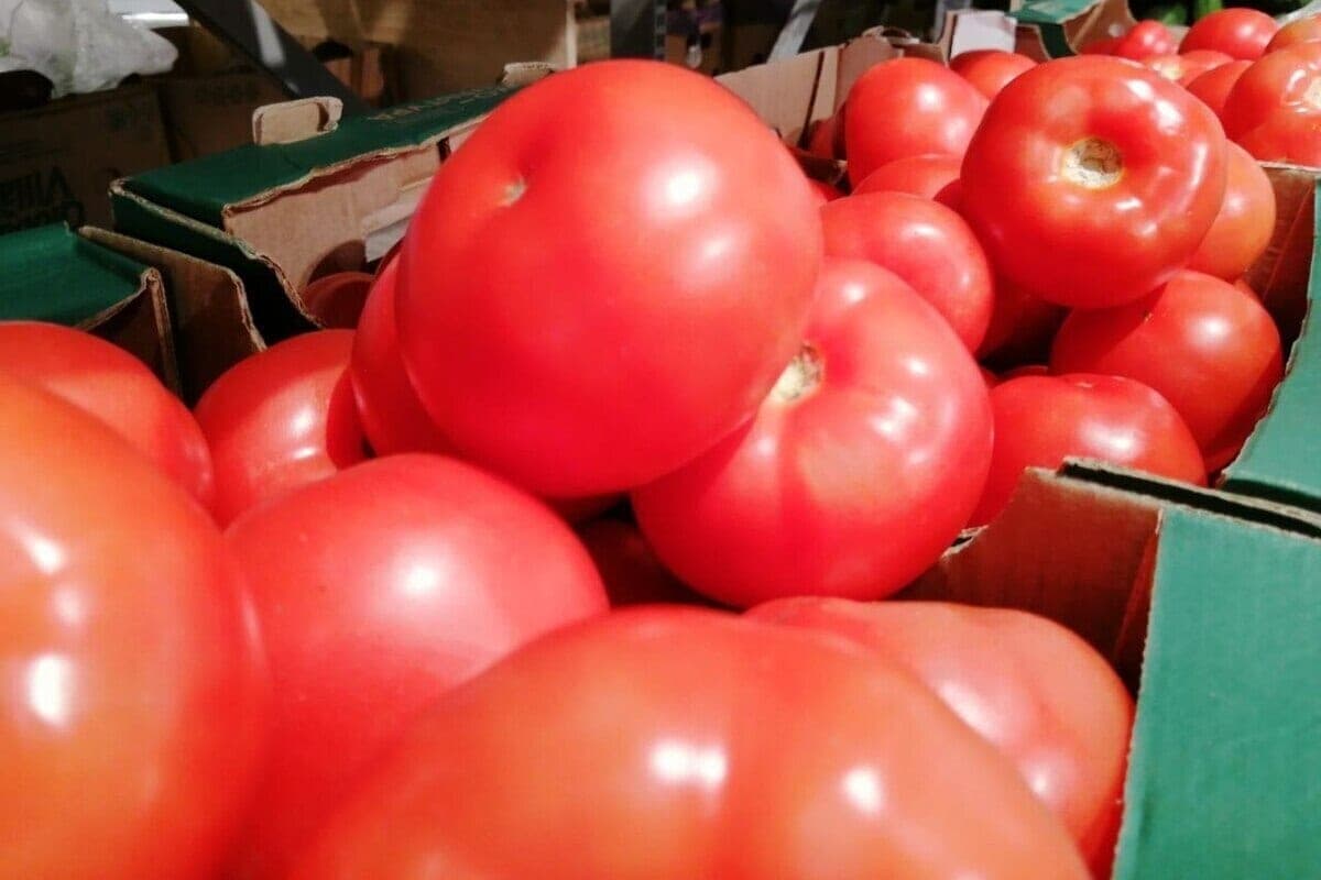 In the Kaliningrad region was not allowed 39 tons of tomatoes with a dangerous pest