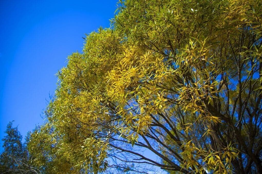 Up to +20 degrees and without precipitation will be on Friday in the Southern Urals