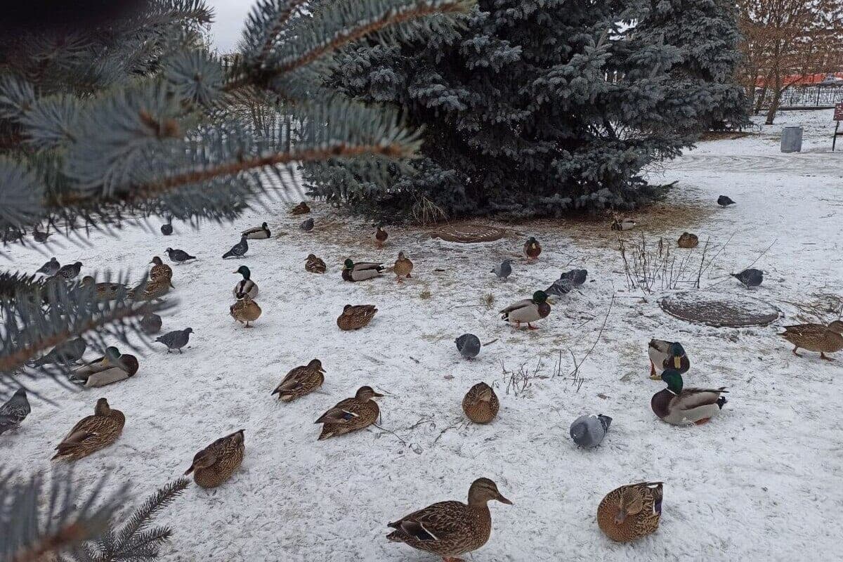 The arrival of the first snow in the Ivanovo region is delayed