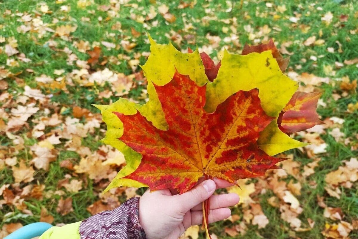 Without rain and with comfortable warmth will meet Kostromich on October 27