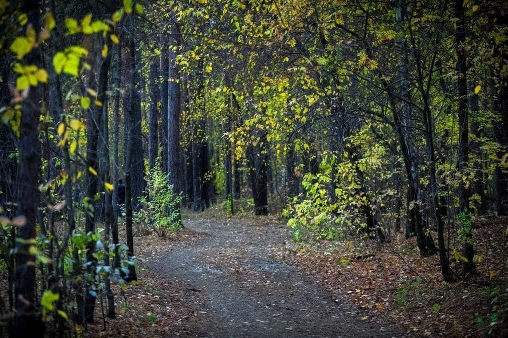 In the southern Urals reduced the area of quarantine zones due to forest pest